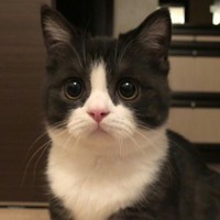 猫の家