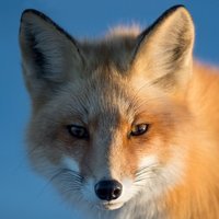 Mr. Fox