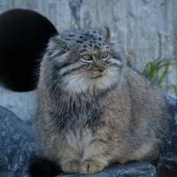 Игорь Александрович