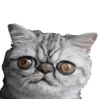 Cocos