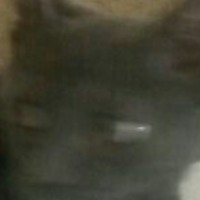 zeb 