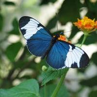 Butterfly...🐉🐛🌸🌼