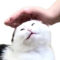 Sidorkinz