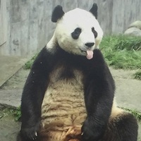 Coub_Panda