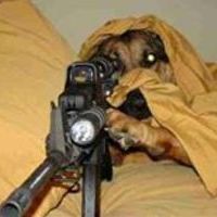 Doggo duty