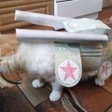 Coub profile picture for @stalkers