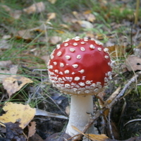 Uotsak