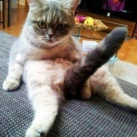 Woolen cat