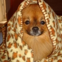 Алина Симкина