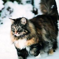 Murka{UA}
