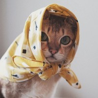 Lost cat