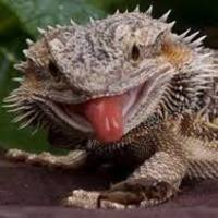 Stinky_Lizard