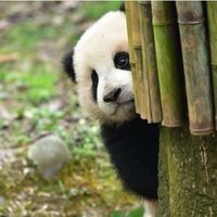 unkind_panda