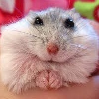 Влад Хоменец