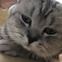 MewMew L