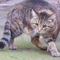 Бешенный Кот