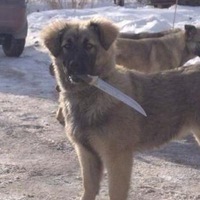 Андрей Чайков