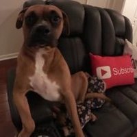 cashnasty's dog