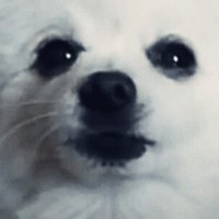 Gabethedogvideos