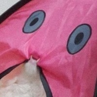 Pink Cat
