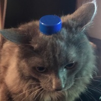 Alexey Cat