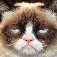 Sad Cat
