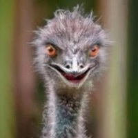 Creepy_Ostrich