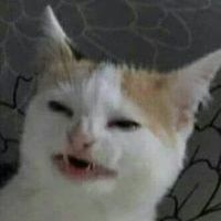 Boreotoriks