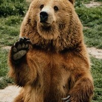 bear