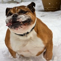 CrimeLord Boxer