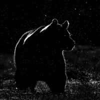 Burry_bear