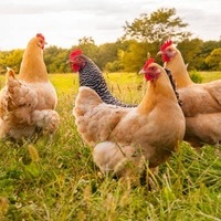 maplegardenfarm