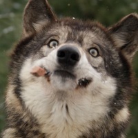 LeFurFag