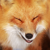 LonelyFox