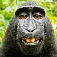 Monkey Whiskas