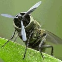 Дмитрий Лебедев