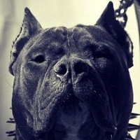 Дмитрий Гречихин