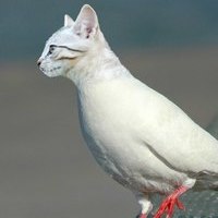 Wiqodin1