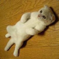 Антон Воронов