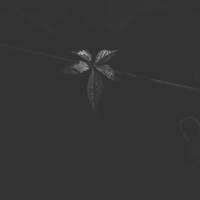 passionarity