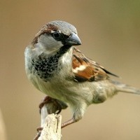 Sparrow 