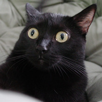 Cat Who Know