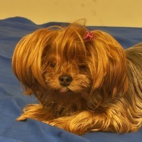 Fifi Yorkie