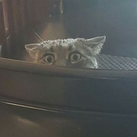 catterdmeme