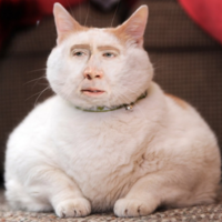 NagyFütyiForYou