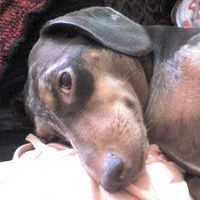 Dachshunds