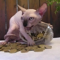 Женя Кошкин