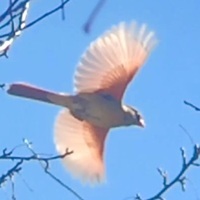 Wildlife & Nature