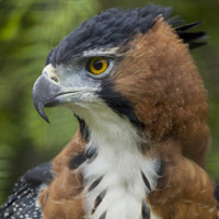 EagleHawk