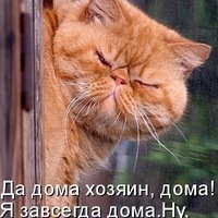 Кот Базилио